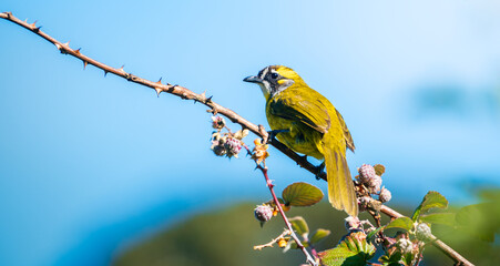 Yellow-eared bulbul bird perch on tree branch with wild berries at Horton Plains National Park