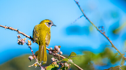 Yellow-eared bulbul bird perch on tree branch with wild berries at Horton Plains National Park