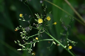Oriental false hawksbeard ( Youngia japonica ) flowers. Asteraceae biennial grass.Many small yellow flowers bloom at the top of the stem.
