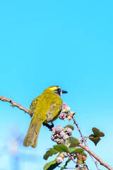 Yellow-eared bulbul bird perch against clear blue skies at Horton Plains National Park