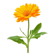 Calendula orange flower with green leaves isolated on white or transparent background, png clipart, design element. Easy to place object on any other background
