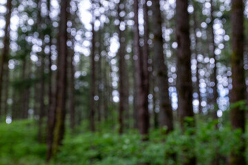 Out of focus - incorrect depth of field, of forest in Washington - PNW - pacific north west - timber © Elizabeth