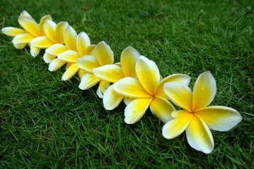 Yellow frangipani flower in the tropical garden. Plumeria alba. 