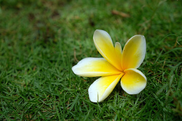 yellow frangipani flower on the grass