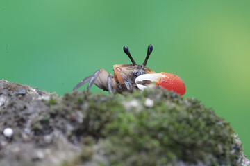 A fiddler crab is hunting for prey in the seaweed beds that grow on the coral. This animal has the...
