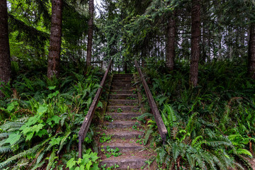 Wooden and worn forest stairs leading up into the woods of a park in Washington State - PNW - Pacific North West