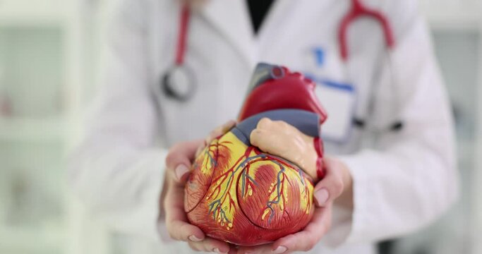 Cardiologist shows anatomy of heart and blood vessels