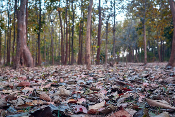 beauty of wilderness in jungle surrounding Pakhi Pahar, Purulia. tree trunks with roots partially exposed due to erosion of reddish, iron rich soil. Also leaf litters make the soil more acidic.