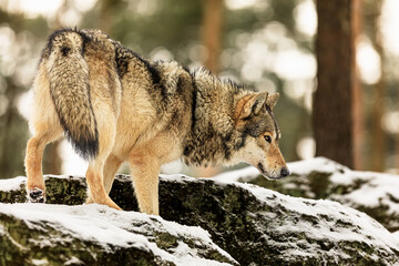 male Eurasian wolf (Canis lupus lupus) in a snowy forest environment
