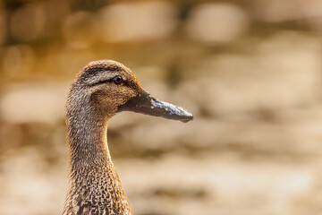 The mallard or wild duck (Anas platyrhynchos) portrait