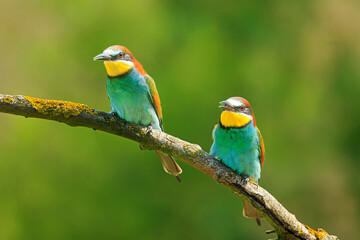The male European bee-eater (Merops apiaster) two birds side by side