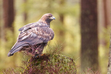 White-tailed eagle (Haliaeetus albicilla) in the forest on a stump