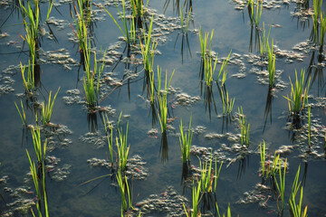 Rice fields with seedlings planted in floodded farming land (seedbed) during harvesting season. Photo taken in Purulia district of West Bengal.