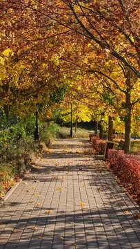 POV walk through the beautiful park in fall season. Bright autumn trees with falling yellow leaves and wooden bench in the park. Beautiful sunny autumn day. Autumn landscape in the city.