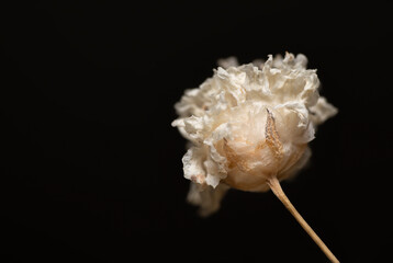Single Romantic fragile dried beige gypsophila flower with dark background and place for text macro