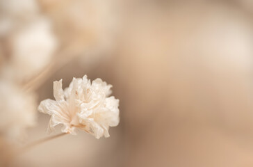 Single Romantic fragile dried beige gypsophila flower in the corner with neutral light and place...