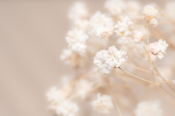 Romantic fragile dried beige gypsophila flowers with neutral light background and place for text ...