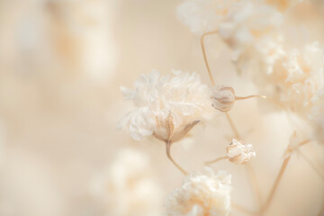 Romantic fragile dried beige gypsophila flowers with neutral light background and place for text on...