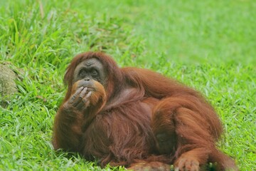 an orangutan sitting relaxed on the grass, daydreaming