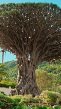 Aerial view of the famous thousand years old Dragon Tree in Icod de los Vinos town, Tenerife, Canary Islands, Spain. Drone orbit shot of the famous Drago Tree. Millenario Giant Draceana tree.