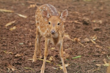 A young axis deer roams the field