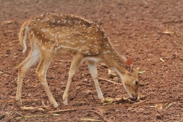 Fototapeta premium A young axis deer roams the field