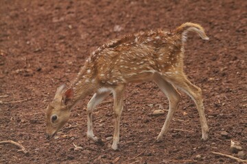 A young axis deer roams the field