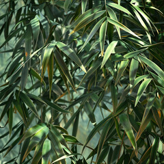 dark green plant tropical bamboo leaf texture background.