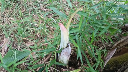Banana tree shoots grow easily in the soil of banana tree plantations