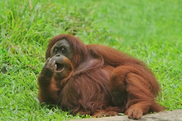 an orangutan sitting relaxed on the grass and sleepy