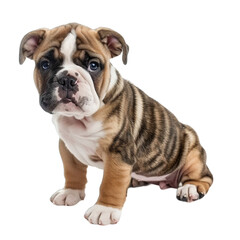 Obraz premium english bulldog puppy