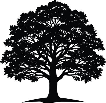 silhouette of a tree