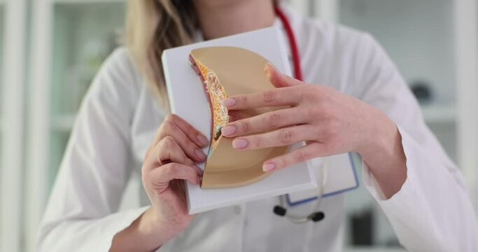 Female doctor palpates nipple of realistic breast model in clinic