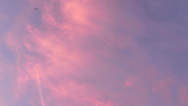 A pink sky with a bird flying in it