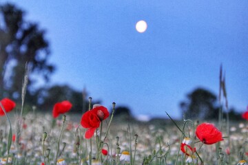 Poppy Field with Moon in background