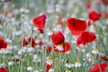 Obraz premium field of poppies