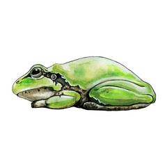 Green frog side view watercolor illustration. Hand drawn cute amphibian. Green painted frog isolated on white background