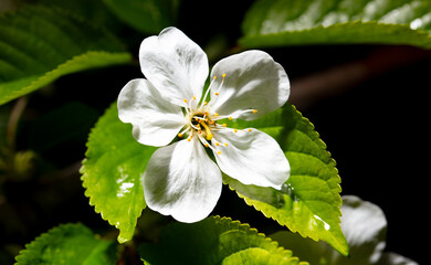 White cherry flowers isolated on black background. Close-up