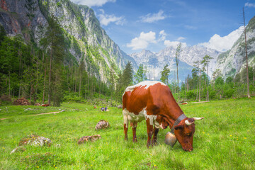 Beautiful view meadow with cows and rustic houses between Konigsee and Obersee lakes near Jenner...