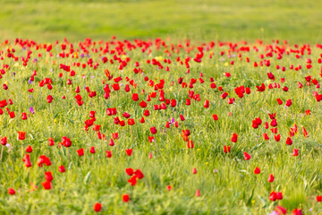Fototapeta premium Field with red tulips in the steppe in spring as a background