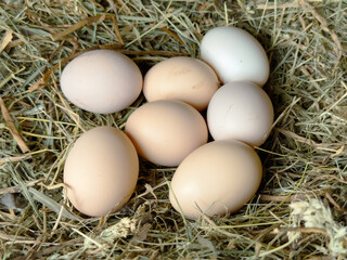 Chicken eggs in a straw nest