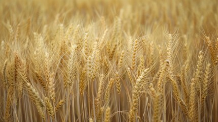 Fototapeta premium Background of ripening ears of wheat field and sunlight. Crops field. Field landscape