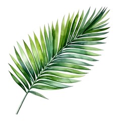 Captivating Watercolor Areca Palm Leaf in Tranquil Isolation
