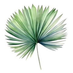 Fototapeta premium Detailed Watercolor of Vibrant Sabal Palm Leaf on White Background