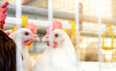 Decalb white hens in egg production poultry farm. Laying hens in the cage rearing system.