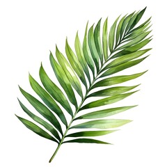 Elegant Majesty Palm Leaf Watercolor on White Background