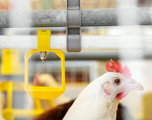 Water drinking dispenser system at a poultry farm. Dekalb white hen in egg production poultry farm.