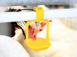 Water drinking dispenser system in poultry. Hen drinking water closeup photo. © Igor Barilo