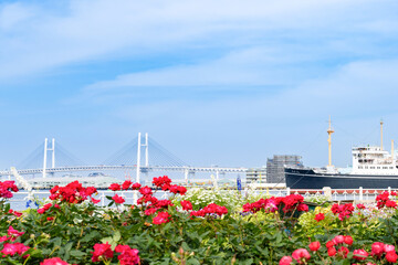 神奈川県横浜市　5月の山下公園の風景(ローズガーデン)