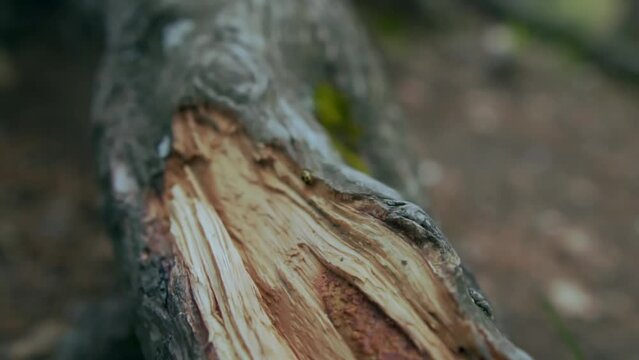 Close-up of a broken tree branch in a summer forest. A ladybug crawls along a broken tree. Destruction of forests by humans and animals.
